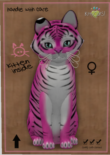 KittyCatS Box - New Born Kitten