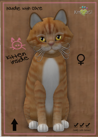 KittyCatS Box - New Born Kitten