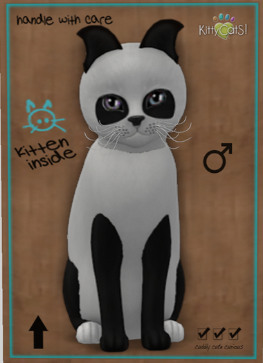 KittyCatS Box - New Born Kitten