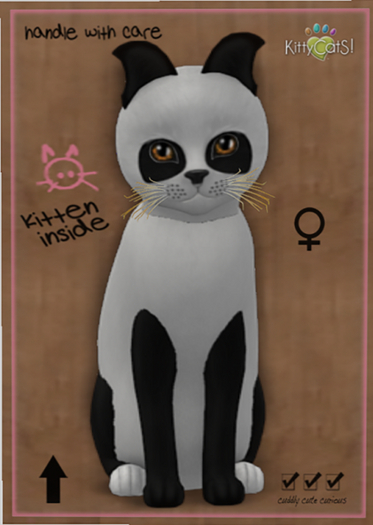 KittyCatS Box - New Born Kitten