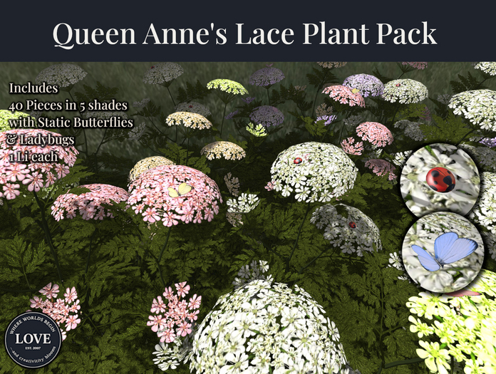 LOVE - QUEEN ANNES LACE PLANT PACK 