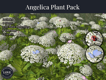 LOVE - ANGELICA PLANT PACK 
