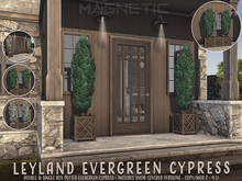 Magnetic - Leyland Evergreen Cypress