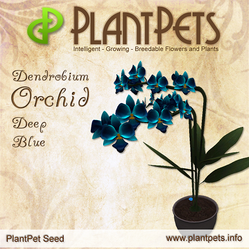 PlantPet Seed [Dendrobium Orchid *Deep Blue*] RARE
