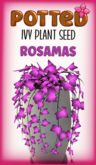 Potted: Ivy Seed: Rosamas (ACTUAL ITEM)