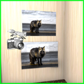 Foxtography- Cascadia Red Fox - Canvas&Poster (boxed)