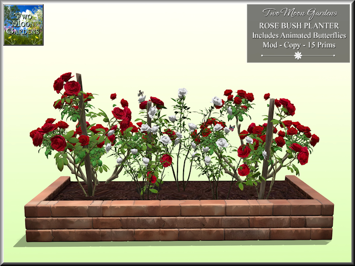 Rose Bush