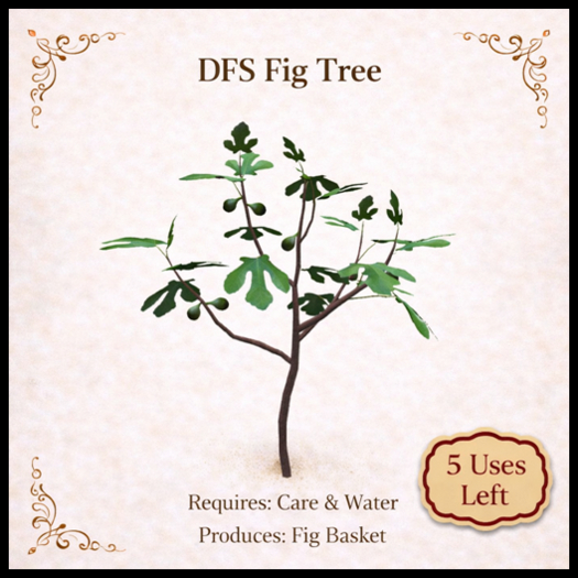 DFS Fig Tree - ACTUAL ITEM