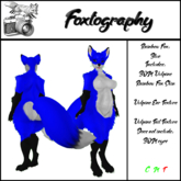Foxtography Rainbow Fox: Blue