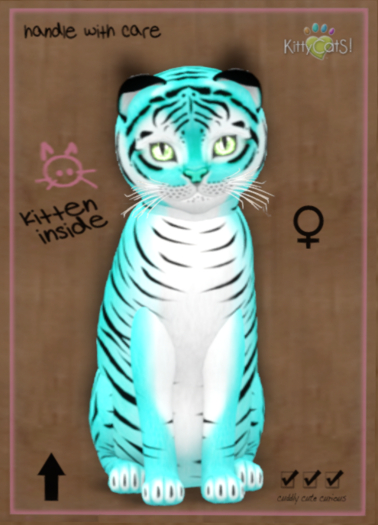KittyCatS Box - Tiger! - Turquoise - Total Trait: 9T - Female