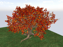 TM Autumn Maple Tree - FP - Full Permissions