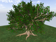 TM Summer Maple Tree