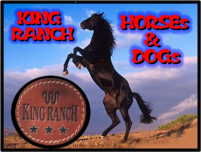 8 CAMISETAS WOMAN KING RANCH