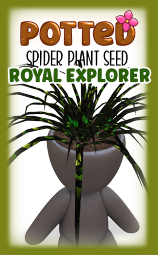 Potted: Spider Seed: Royal Explorer