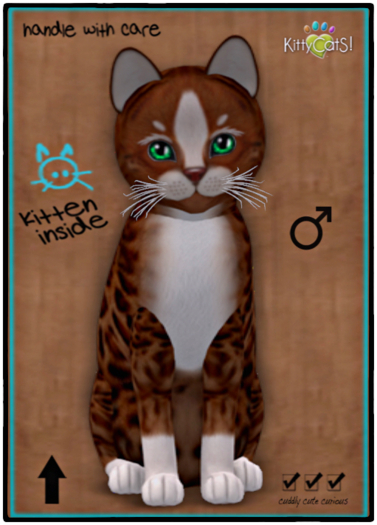 KittyCatS Box - Genesis - Ginger II male♂