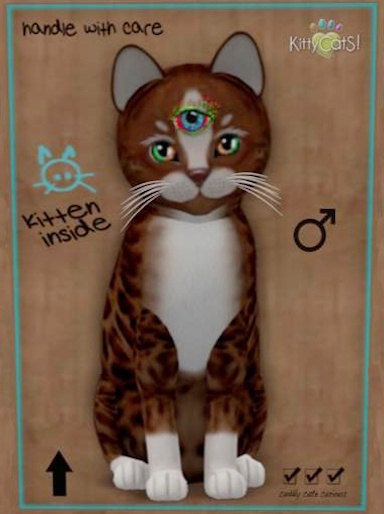  KittyCatS Box - Bengal