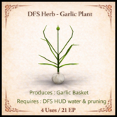 DFS Herb - Garlic Plant - ACTUAL ITEM