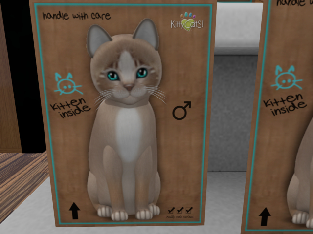 KittyCatS Box - New Born Kitten