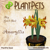 PlantPet Seed [Amaryllis *Big Gold-Red*] common