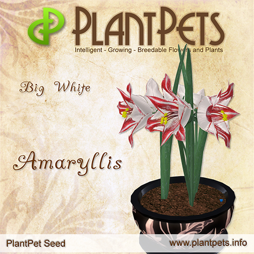 PlantPet Seed [Amaryllis *Big White*] common