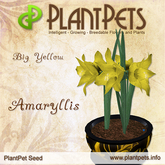 PlantPet Seed [Amaryllis *Big Yellow*] common