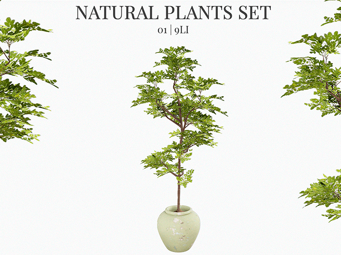 MINIMAL - Natural Plant 01