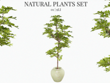 MINIMAL - Natural Plant 01