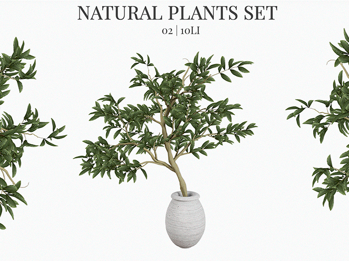 MINIMAL - Natural Plant 02