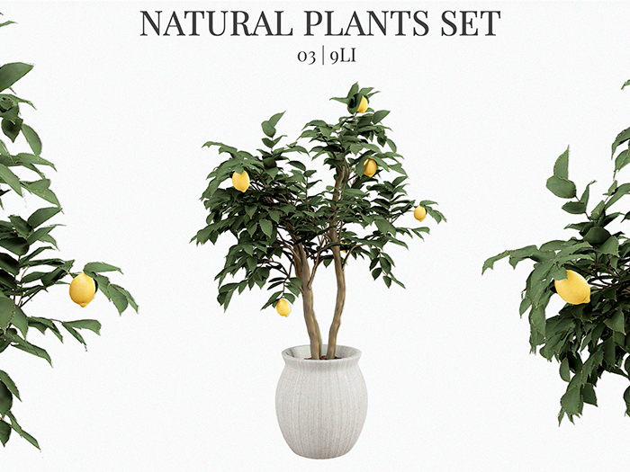 MINIMAL - Natural Plant 03