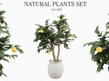 MINIMAL - Natural Plant 03
