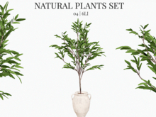 MINIMAL - Natural Plant 04
