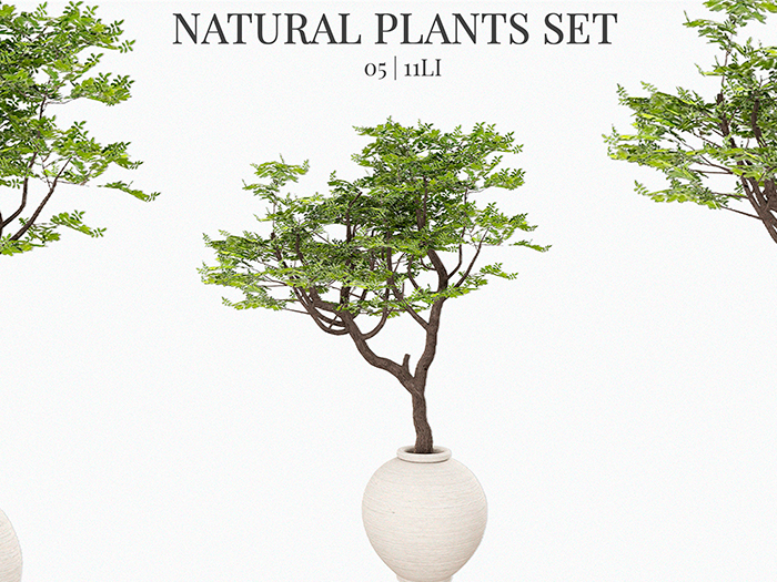 MINIMAL - Natural Plant 05