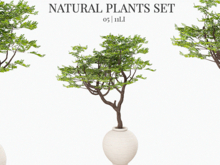 MINIMAL - Natural Plant 05