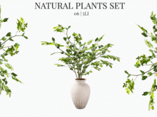 MINIMAL - Natural Plant 06