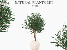 MINIMAL - Natural Plant 07