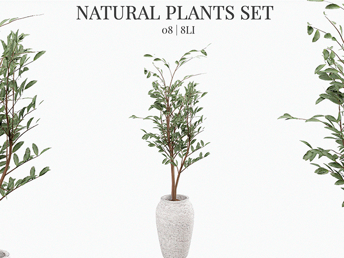 MINIMAL - Natural Plant 08