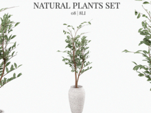 MINIMAL - Natural Plant 08