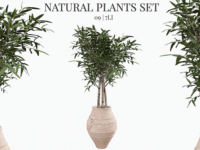 MINIMAL - Natural Plant 09