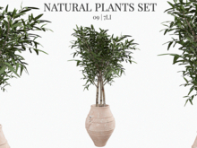 MINIMAL - Natural Plant 09