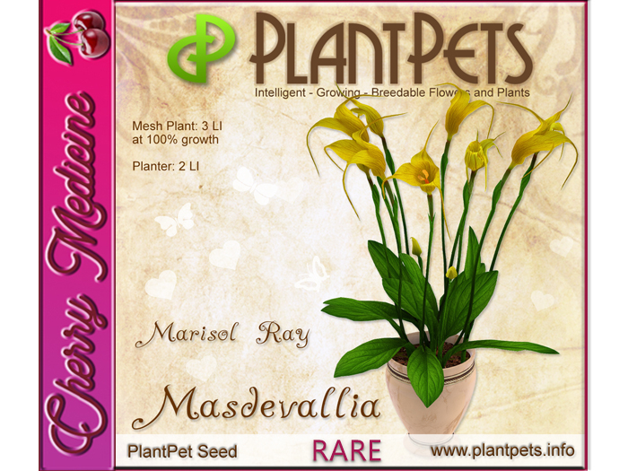 PlantPet Seed [Masdevallia *Marisol Ray*]