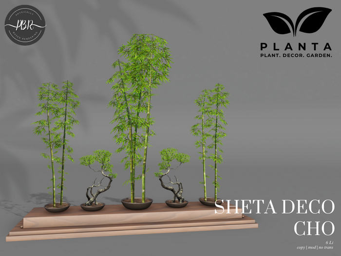 Planta - Sheta Deco Cho