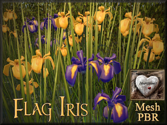 ** Yellow Flag Iris **