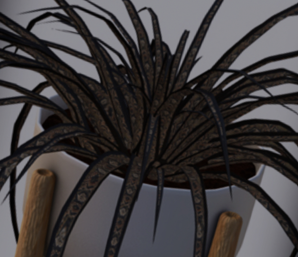 POTTED: Breedable RATTLERS REIGN Beautiful Spider Plant Seed