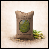 DFS Sugarcane Seed - ACTUAL ITEM