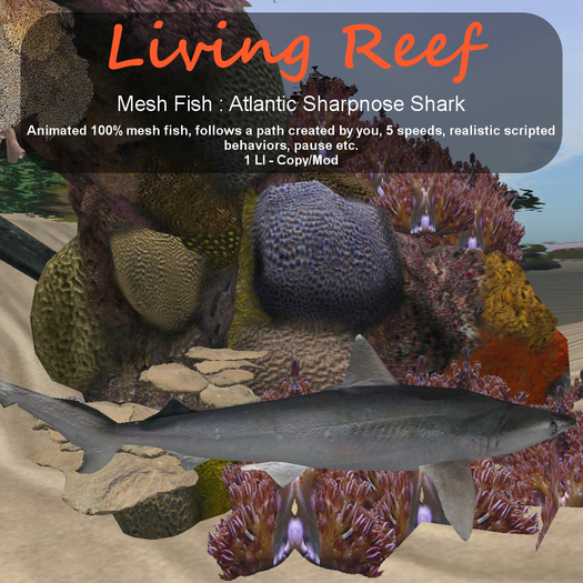 Inochi Reef : Mesh Fish - Atlantic Sharpnose Shark