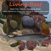 Inochi Reef : Mesh Fish - Atlantic Sharpnose Shark