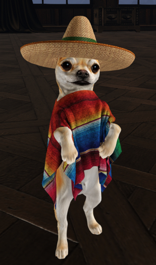 15. Mutresse-Tiny Chihuahuas RARE