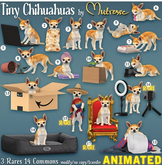 6. Mutresse-Tiny Chihuahuas