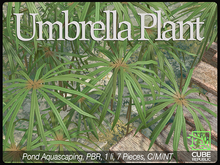 *Lazy Sunday* PBR Umbrella Plant, ideal for ponds, lakes, river, wetlands etc.