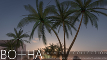 Botha Palm Tree Collection